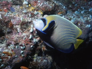 Emperor angelfish-Maldives