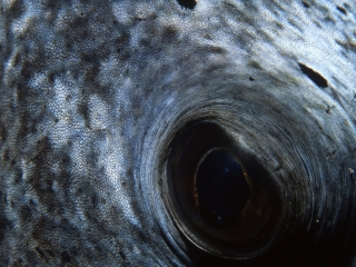 Eye of Black-spotted puffer-Maldives