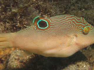 Fine-Spotted Puffer-Anilao