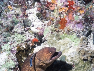 Giant moray eel & Cleaner wrasse-Maldives