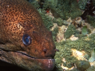 Giant moray eel-Maldives