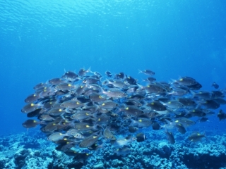 Gold-lined sea breams-Maldives