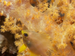Golden sergeant & Bladed soft coral (dig)-Fiji