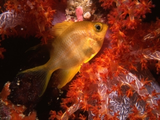 Golden sergeant in Bladed soft coral-Similan Islands, Thailand