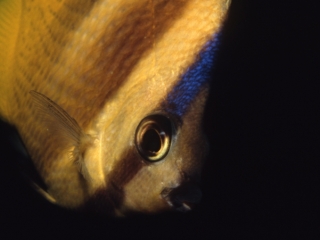 Klein's butterflyfish-Beqa Lagoon, Fiji