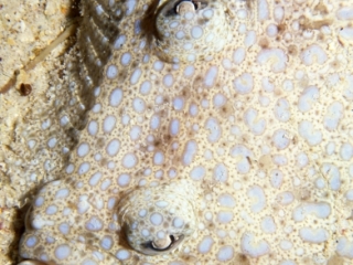 Left-eyed spotted flounder-Cocos Island