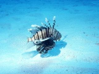 Lionfish over sand-Red Sea