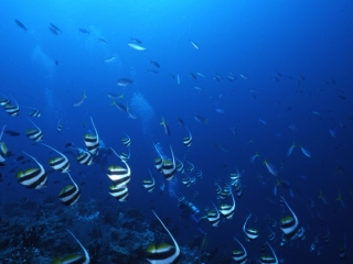 Longfin bannerfish school-Papua New Guinea