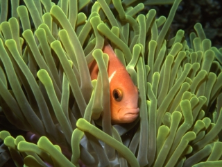 Maldive's anemonefish & Magnificent sea anemone