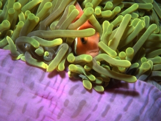 Maldive's anemonefish in Magnificent sea anemone