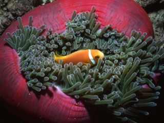 Maldive's anemonefish in anemone with retracting tentacles-Maldives