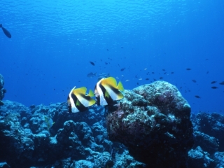 Masked bannerfishes-Maldives