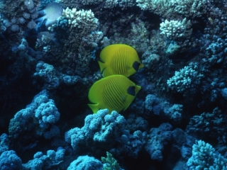 Masked butterflyfishes-Egypt