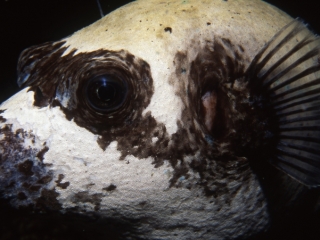 Masked puffer-Egypt