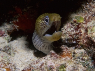 Moray eel-Maldives