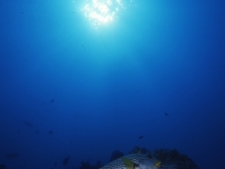 Oblique-banded sweetlip & sun-Great Barrier Reef