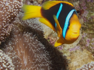 Orange-fin anemonefish (dig)-Bligh Waters, Fiji