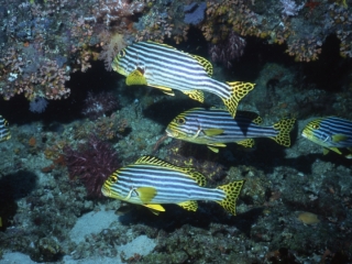 Oriental sweetlips by coral-Maldives