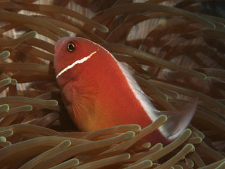 Pink Anemonefish-Anilao, Philippines