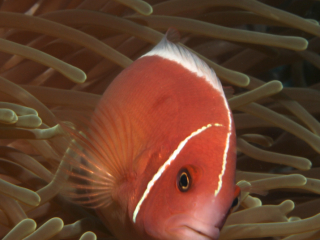 Pink Anemonefish-Anilao