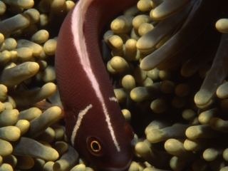 Pink anemonefish-Manado, Indonesia