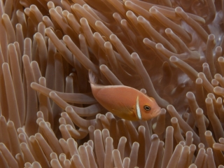 Pink anemonefish in Gigantic sea anemone (dig)-Fiji