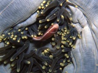Pink anemonefish in anemone-Manado
