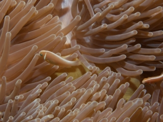 Pink anemonefishes in Gigantic sea anemone (dig)-Fiji