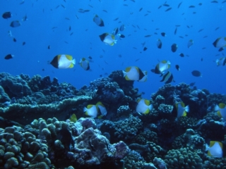 Pyramid butterflyfish over reef-Palau