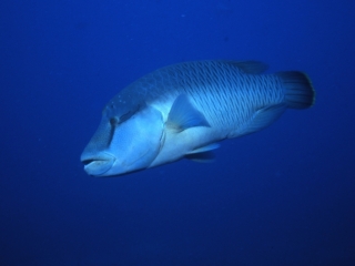 Queensland grouper-Yongala Wreck, Australia