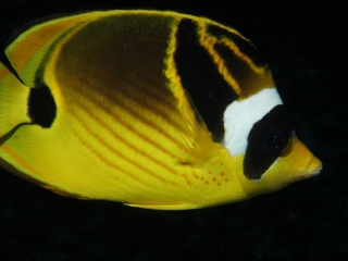 Racoon butterflyfish-Kona, Hawaii