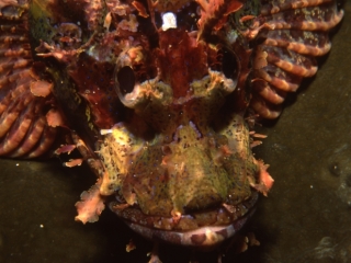 Raggy scorpionfish-Bunaken, Indonesia