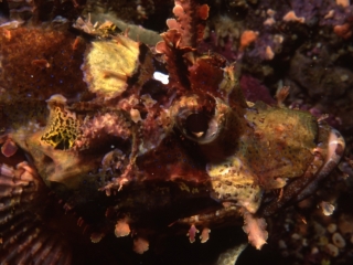 Raggy scorpionfish-Manado, Indonesia