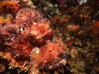 Raggy scorpionfish blending in-Maldives