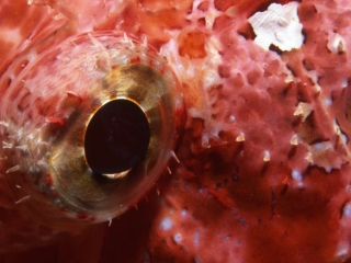 Scorpionfish eye-Maldives