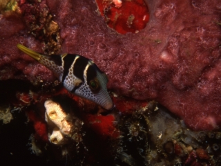 Sharpnose puffer-Sipadan Island, Borneo