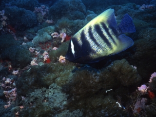 Sixband angelfish-Yongala wreck, Australia