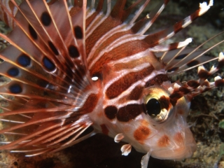Spotfin lionfish-Kavieng, Papua New Guinea