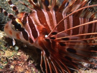 Spotfin lionfish-Papua New Guinea