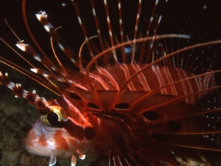 Spotfin lionfish-Similan Islands