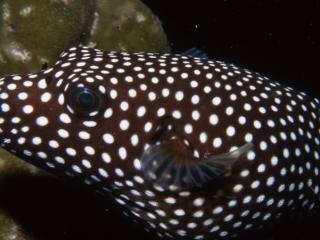 Spotted puffer-Cocos Island