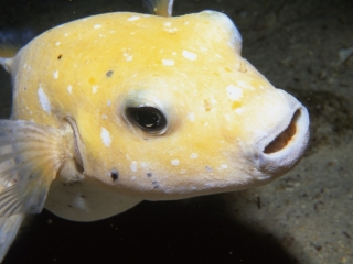 Spotted puffer (yellow phase)-Cocos Island