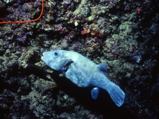 Star puffer-Papua New Guinea