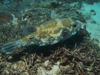 Starry Puffer at cleaning station-Komodo, Indonesia