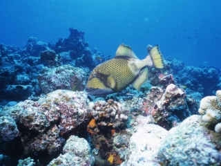 Titan triggerfish-Maldives