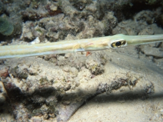 Trumpetfish-Maldives