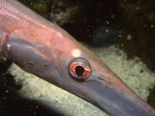 Tumpetfish eye-Cocos Island