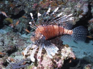 Turkeyfish-Maldives