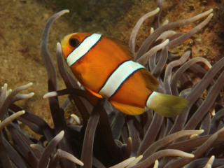 Twoband Anemonefish in anemone-Anilao, Philippines