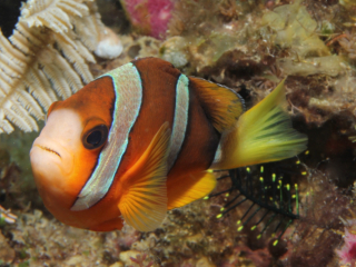 Twoband Anemonefish in anemone-Anilao Philippines